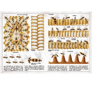 樹＋蜜蜂（套書）：跨領域圖解百科，培養整合自主觀察學習力