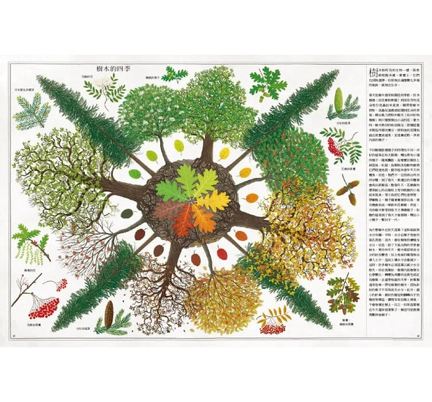 樹＋蜜蜂（套書）：跨領域圖解百科，培養整合自主觀察學習力